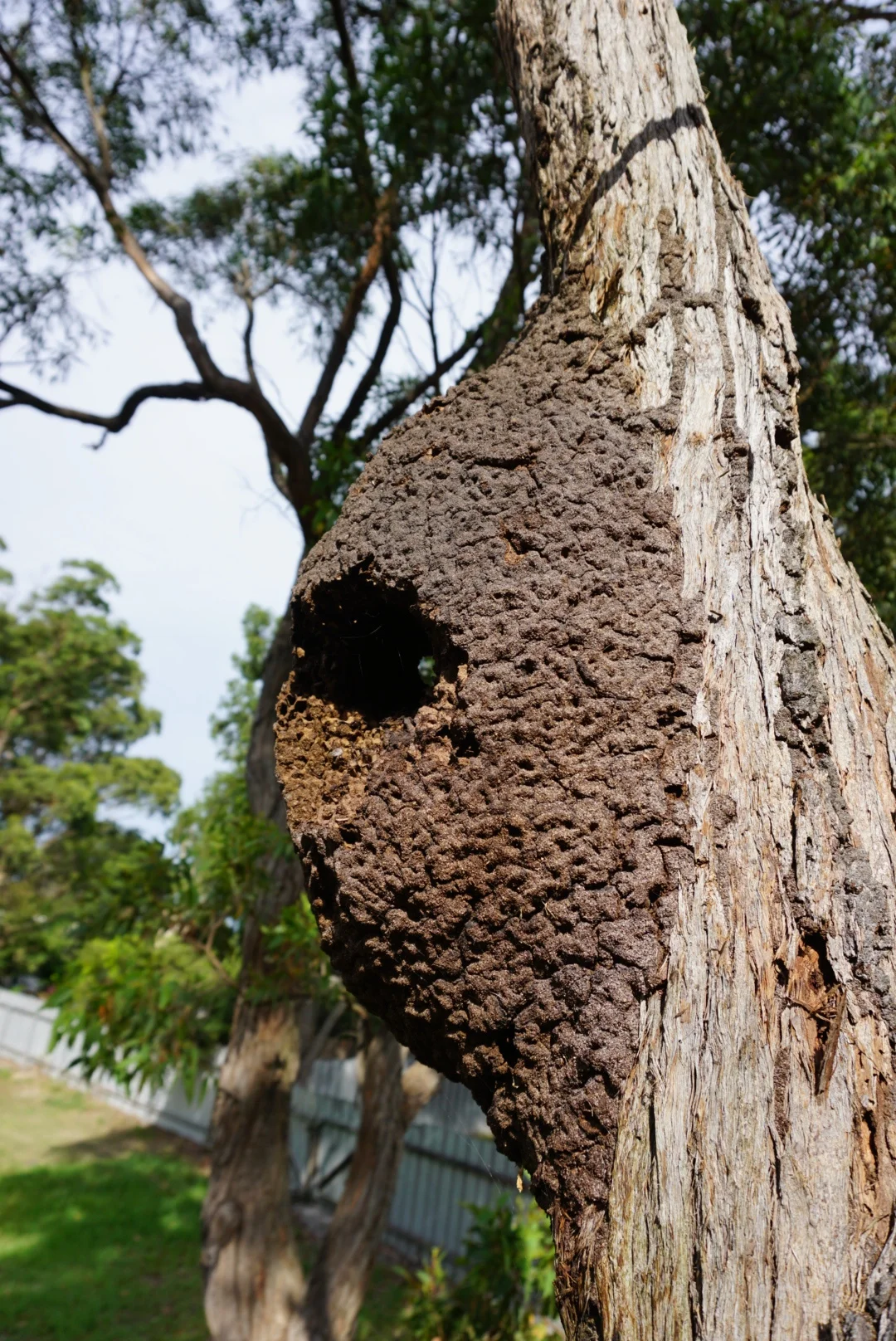 Smashing up a termite nest like this one will control this colony, most of the time. So long as there aren't other colonies or a sub nest, depending on the variety of termite.