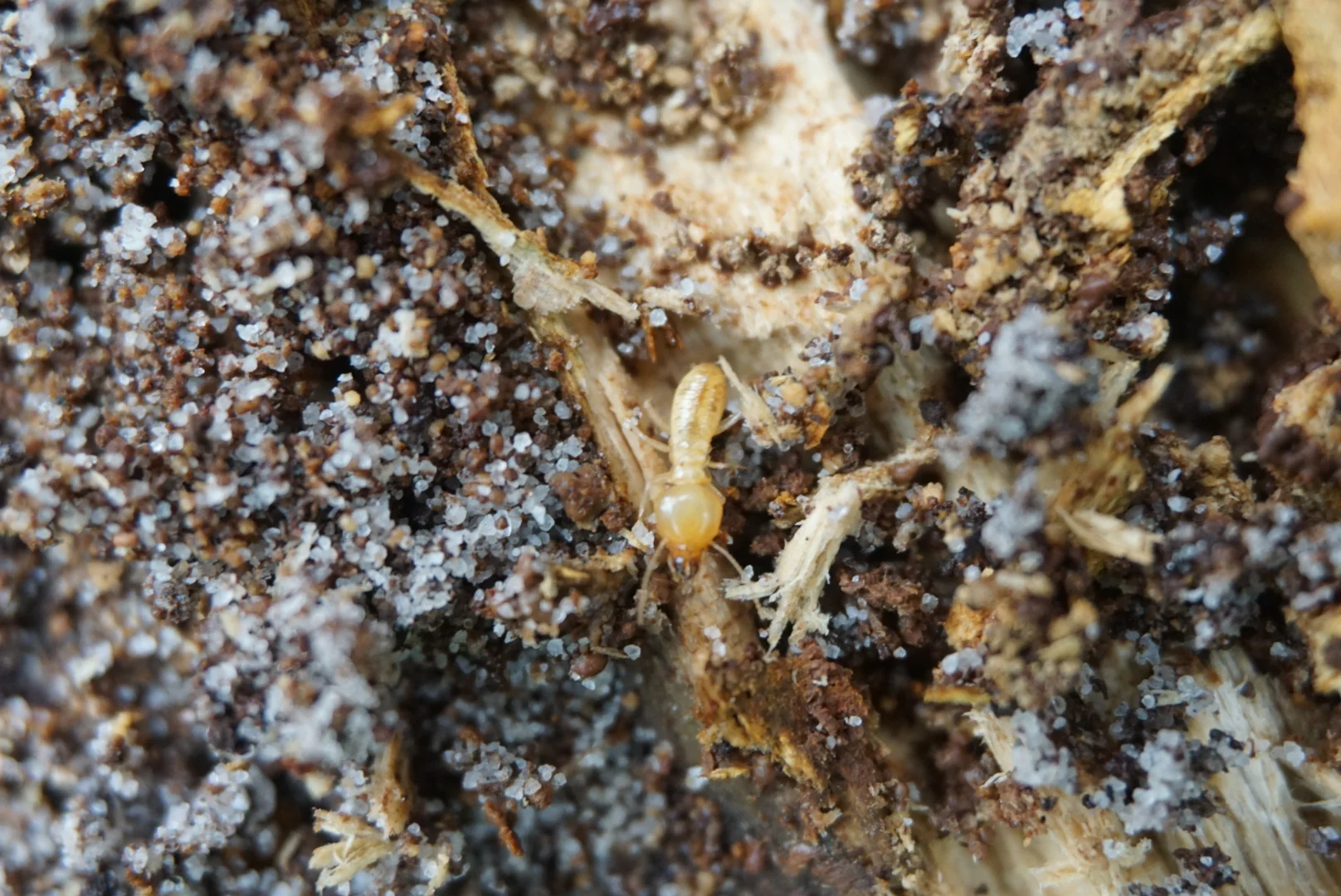 A Termite soldier. You can tell by the mandibles and darker body. This is a Schedorhinotermes major soldier.