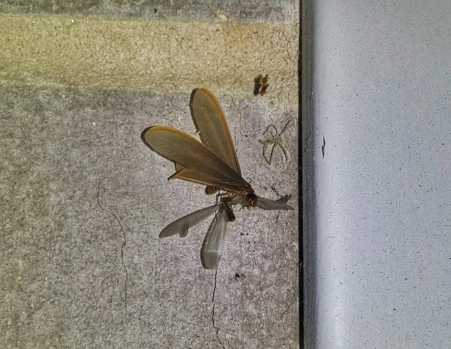 Dead alates can often be found near lights, windows and in spider webs like this.