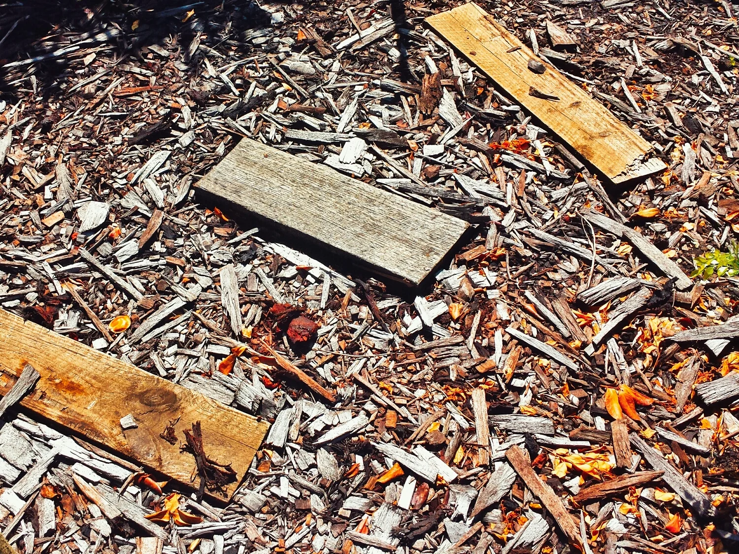 This mulched area makes a great first home for a fledgling termite colony. The timber scraps on the ground and the regular watering means they get everything they need! 