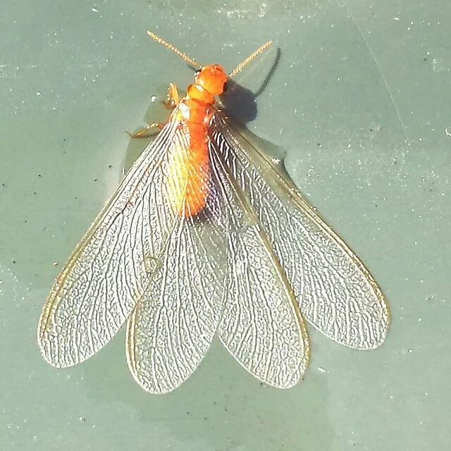 The two pairs of even wings helps easily identify a Termite alate.