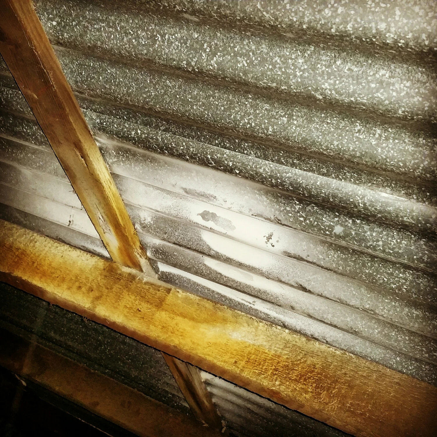 The dust was shot into the roof in one location and has coated the roof iron, not the intended location for insecticidal dust! 
