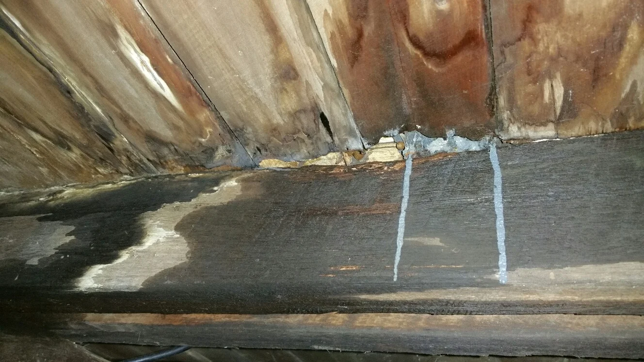 How to identify fungal decay. AKA Wood rot. — The Termite Trackers