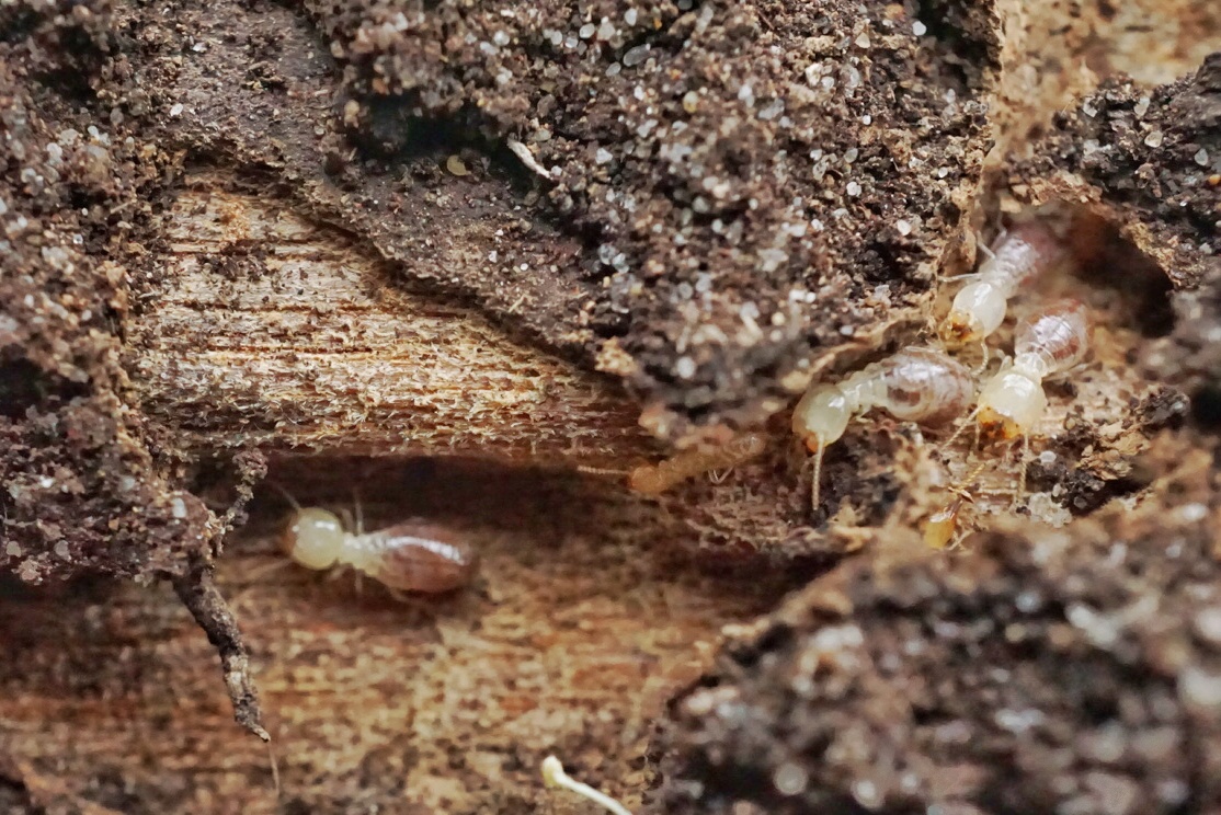 Termite workers on the run