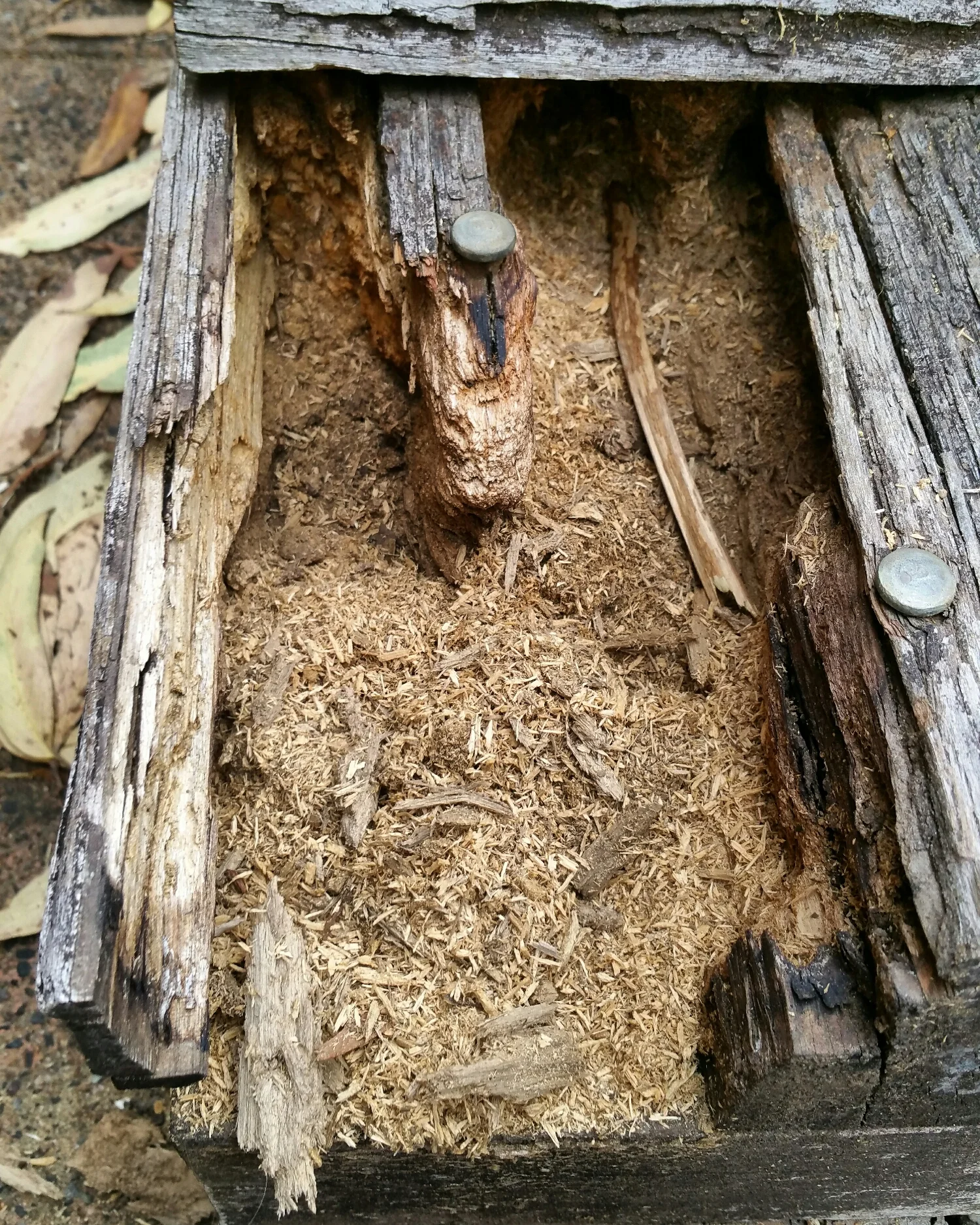 The small shavings of timber are a giveaway that termites didn't eat this. Fungal decay coupled with ants were the culprit.