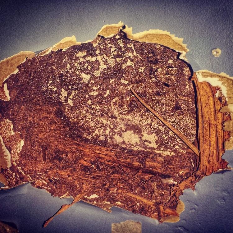 In a Recently Purchased home - Termite Sub Nest. 9 Months after purchasing a home in the Central Coast, the owner discovered termites. And it turned out to be a LOT of them! Whilst the report (from another company) may have made mention of a potential problem, the extent of the danger was not clearly conveyed in a manner they could easily understand. We include photos and specific details on our reports to let you know EXACTLY what is going on, it's not buried 9 pages into a report with thousands of words that don't make much sense. Pictures tell a thousand words, and we include a lot of them on our reports!