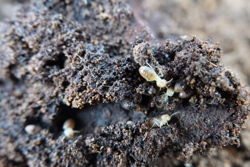 Subterranean termite workers in their natural habitat. Underground! These termites are about 5-6mm in length and eat timber 24 hours, 7 days a week!