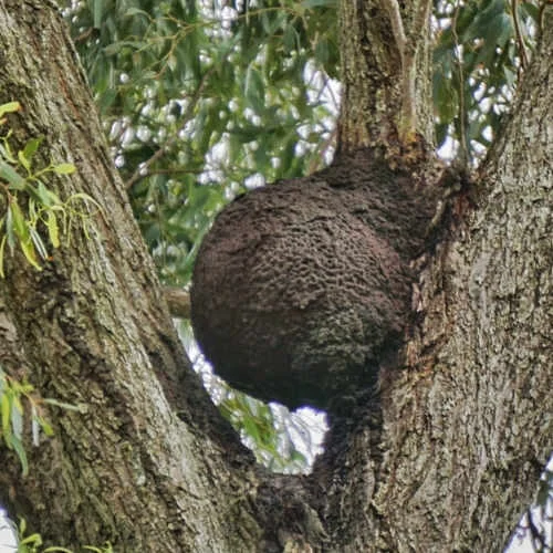 A Nasutitermes nest, high up in a tree! This species of termites are usually mound builders and will build a nest on a tree or on the ground.