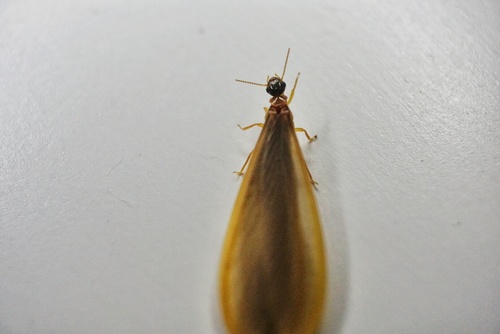 This is a termite alate, commonly referred to as a "swarmer" these fly out of a colony to start a new colony where favourable conditions are met.