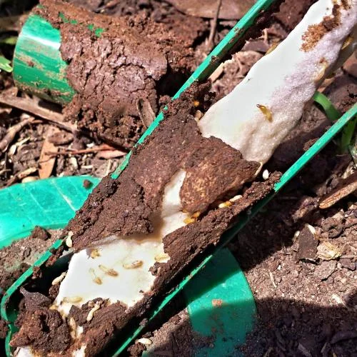 Termites eating out a Sentricon Always Active rod! This Sentricon Always active rod was significantly eaten out 8 weeks after installation! The termites feed on this and take a lethal dose of a termiticide back to the colony.