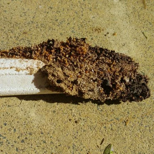 The dead termites on this Sentricon Always Active rod demonstrate a remote colony collapse.