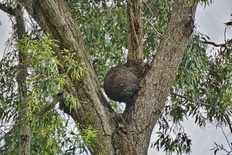 A termite nest in a tree.