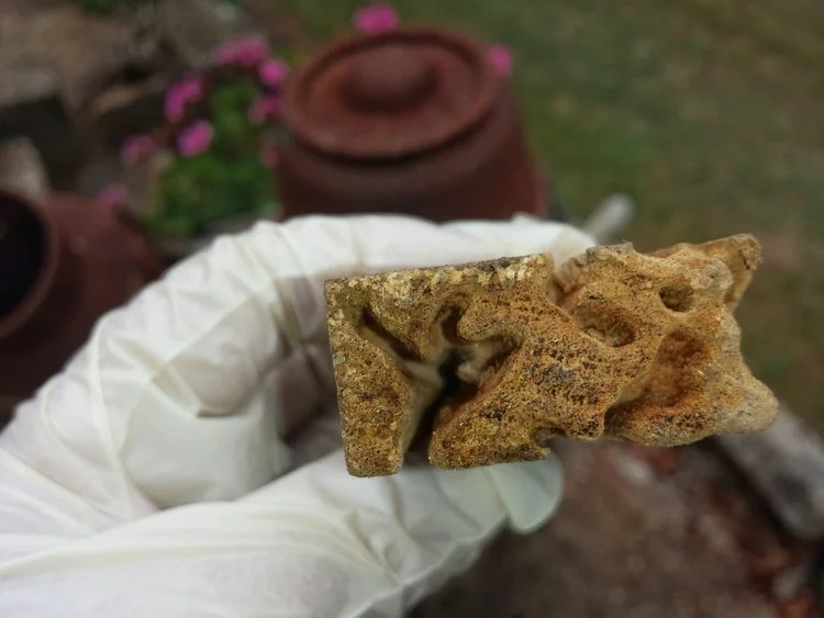 Termites attacking a termite bait station attractant.
