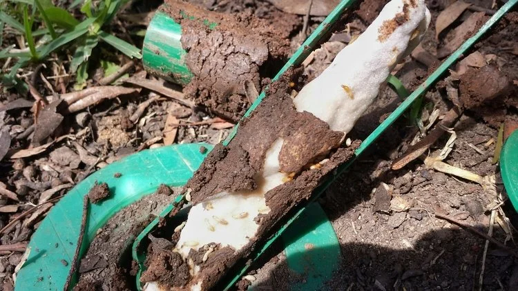 A Sentricon always active rod is eaten out within months of being installed. This highlights it's palatability.