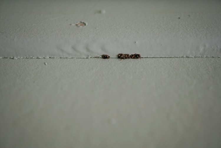 Termites will always seal any opening with their mud, here you can see tightly packed mud filling in the gaps.