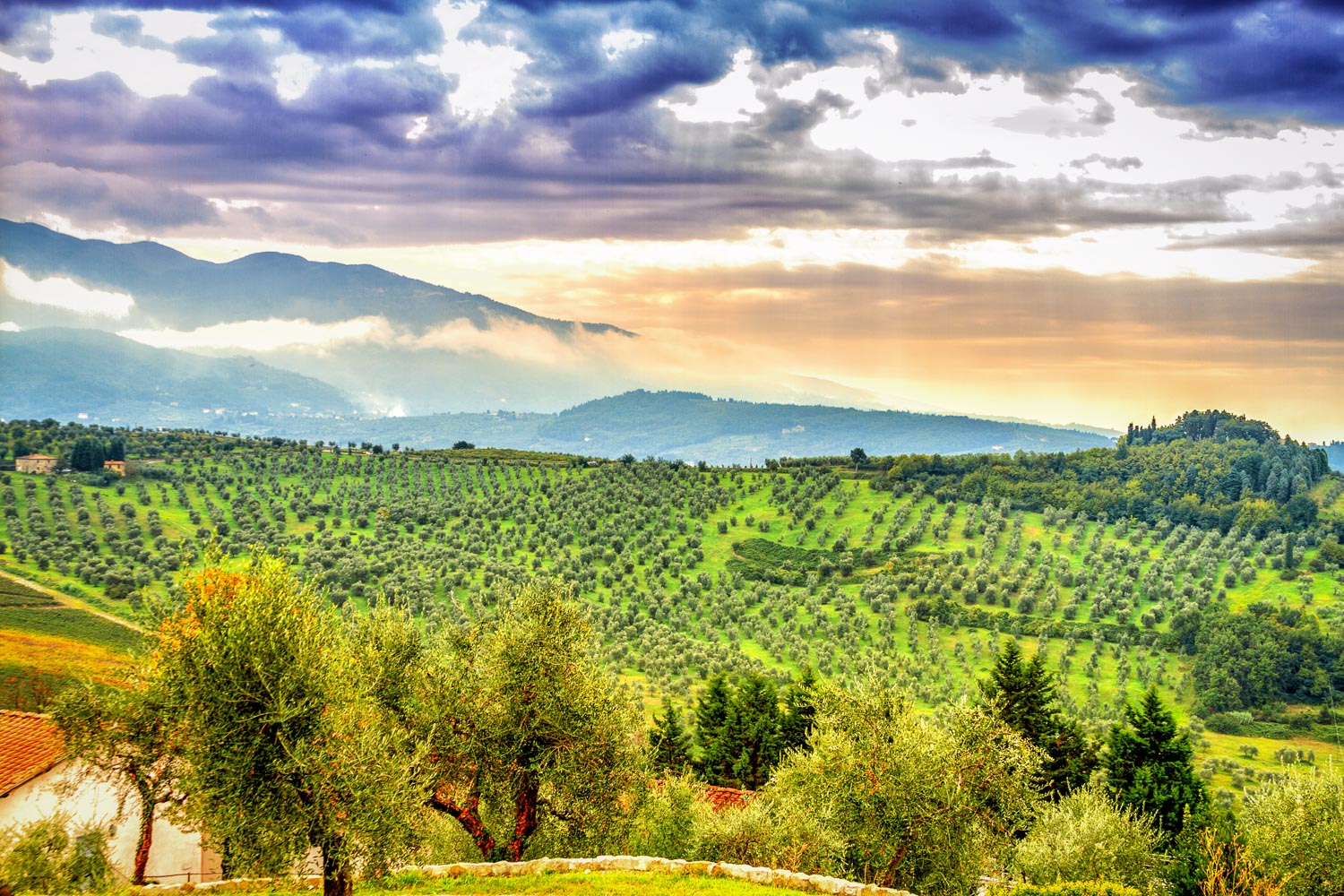 Olive Groves