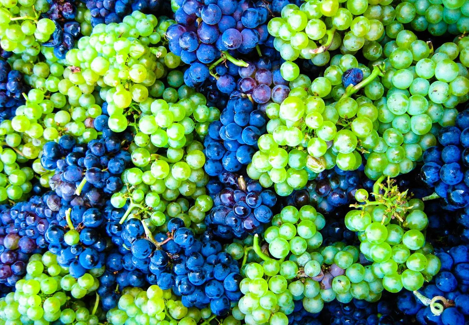 Mixed Grapes at Clicquot
