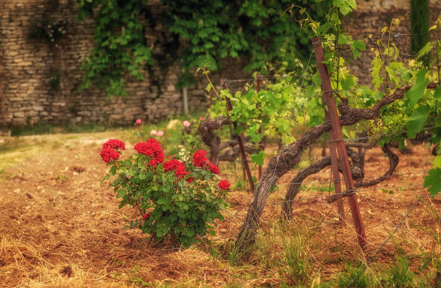 Luberon Roses