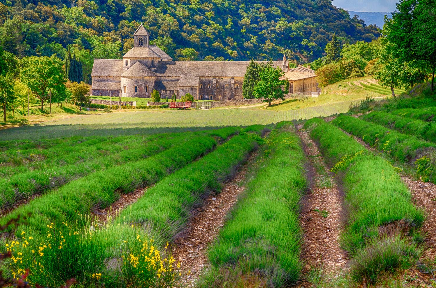 Morning At the Abbaye de Senanque