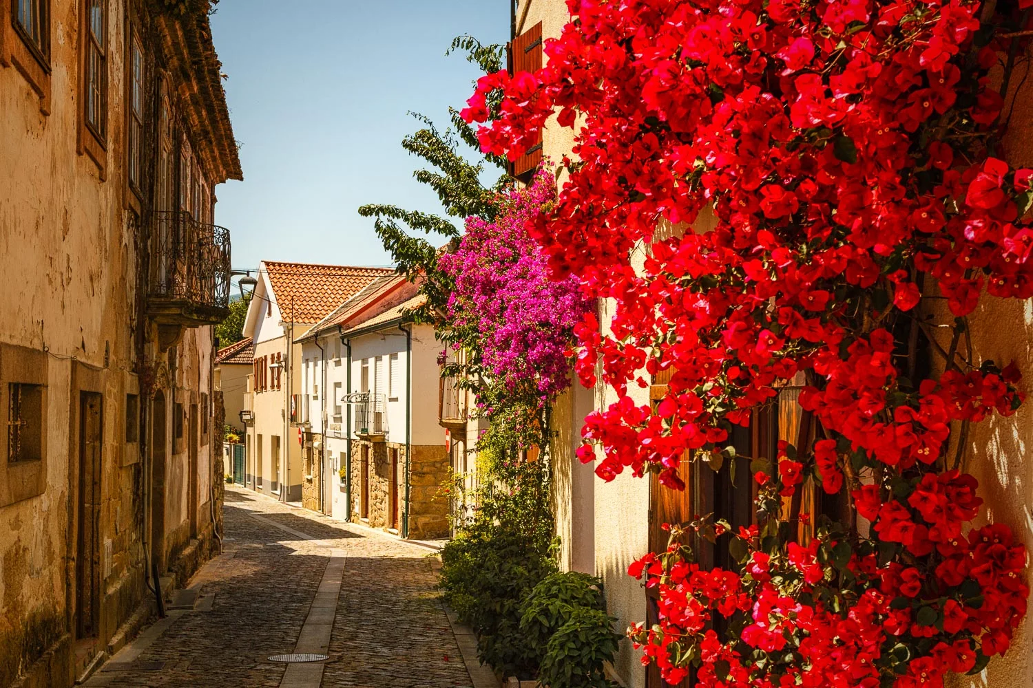 Street Flowers