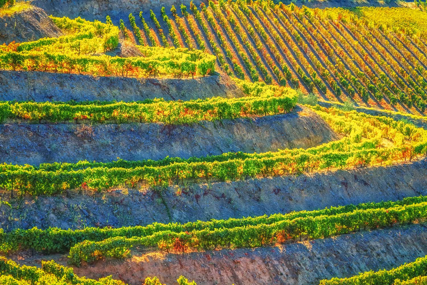 Vineyard Terraces