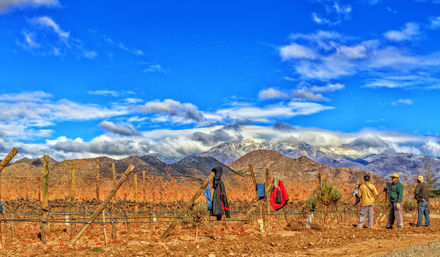 Pruning in Winter