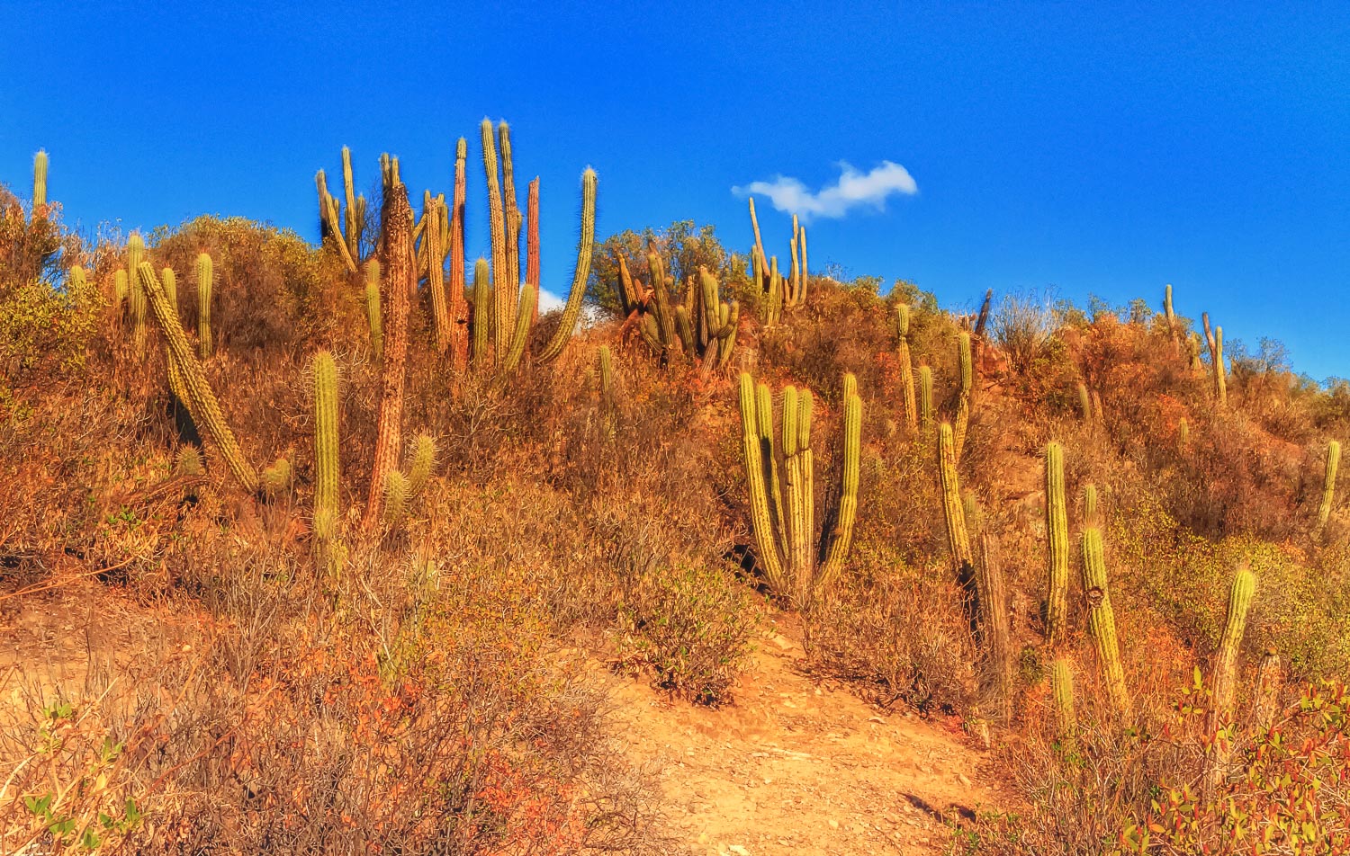 Mountain Cactus