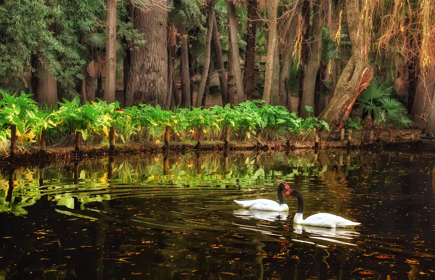 Swans Meeting