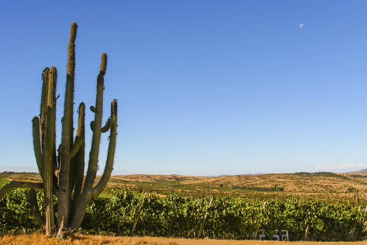 The striking near-desert vineyards of Marchigüe