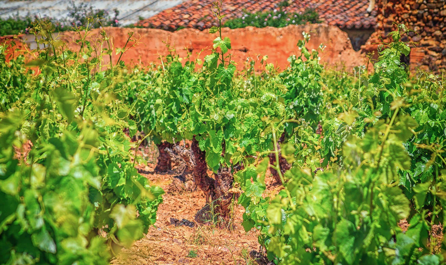 Cariñena Sentinels