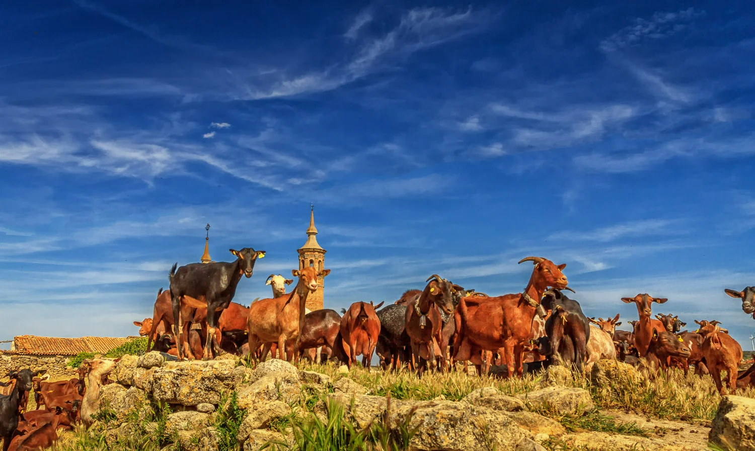 Goya, Goats and Garnacha