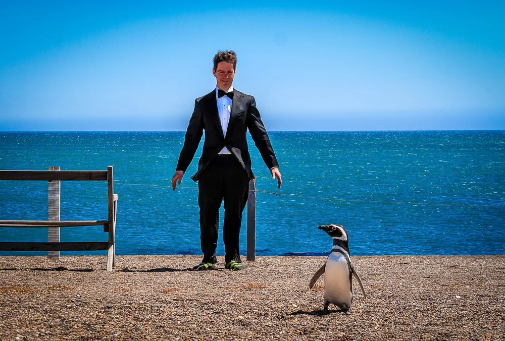 Walking the Penguin Walk