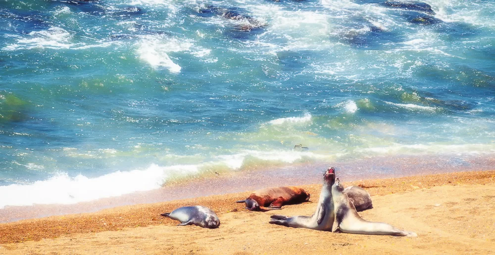 Singing Seals