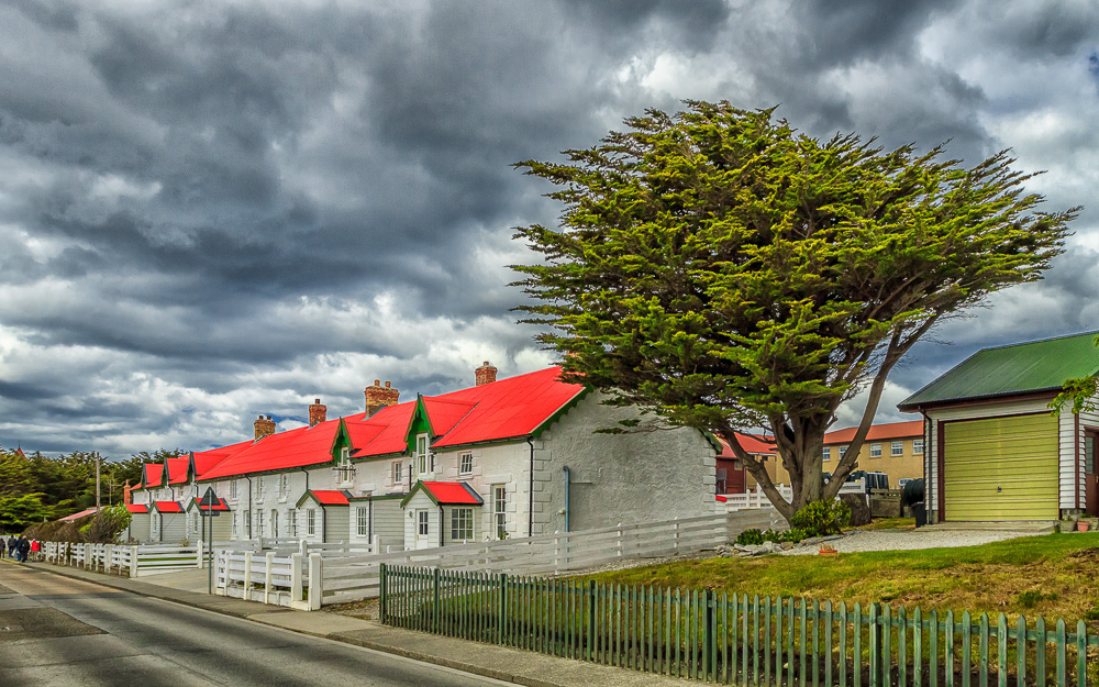 Falkland Tree