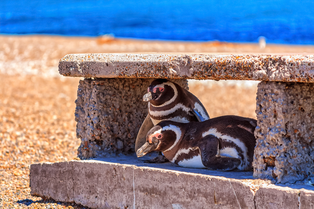 Penguins at Punta Norte