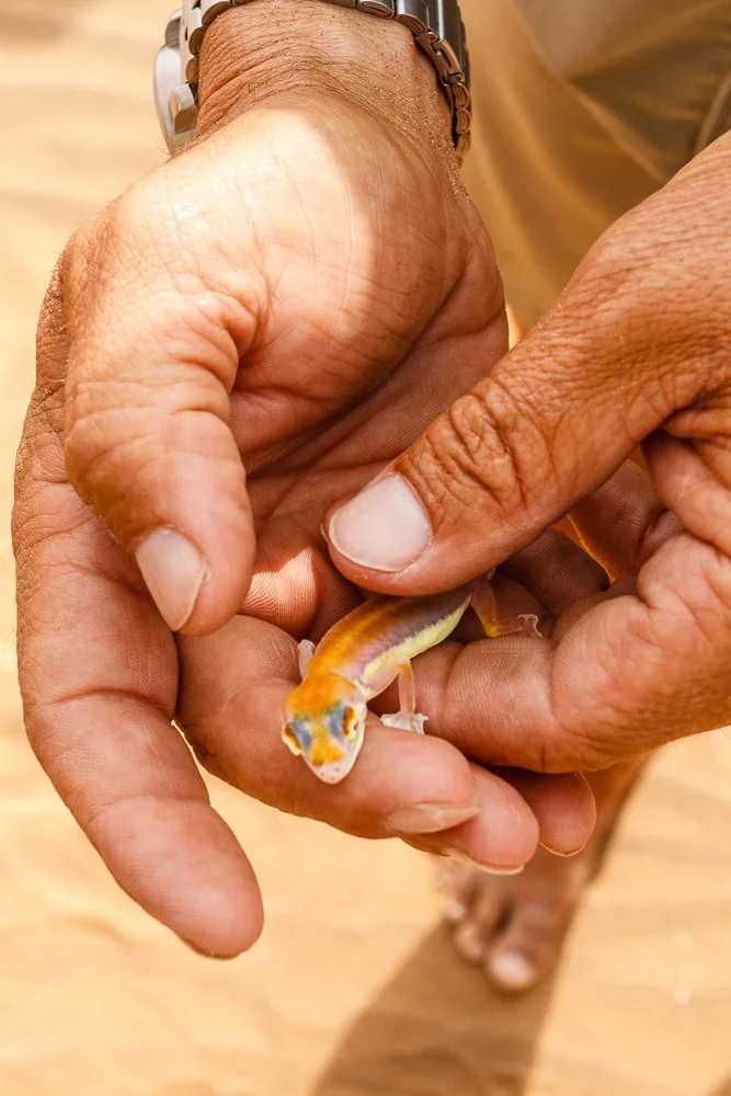 Palmetto Gecko