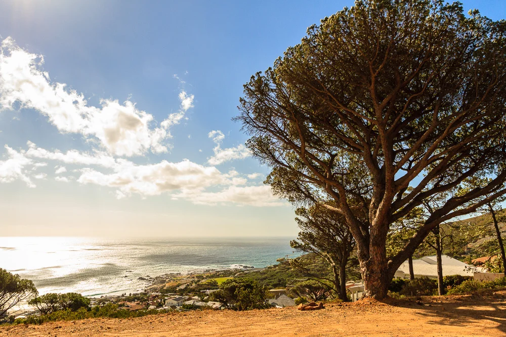 Tree and Surf