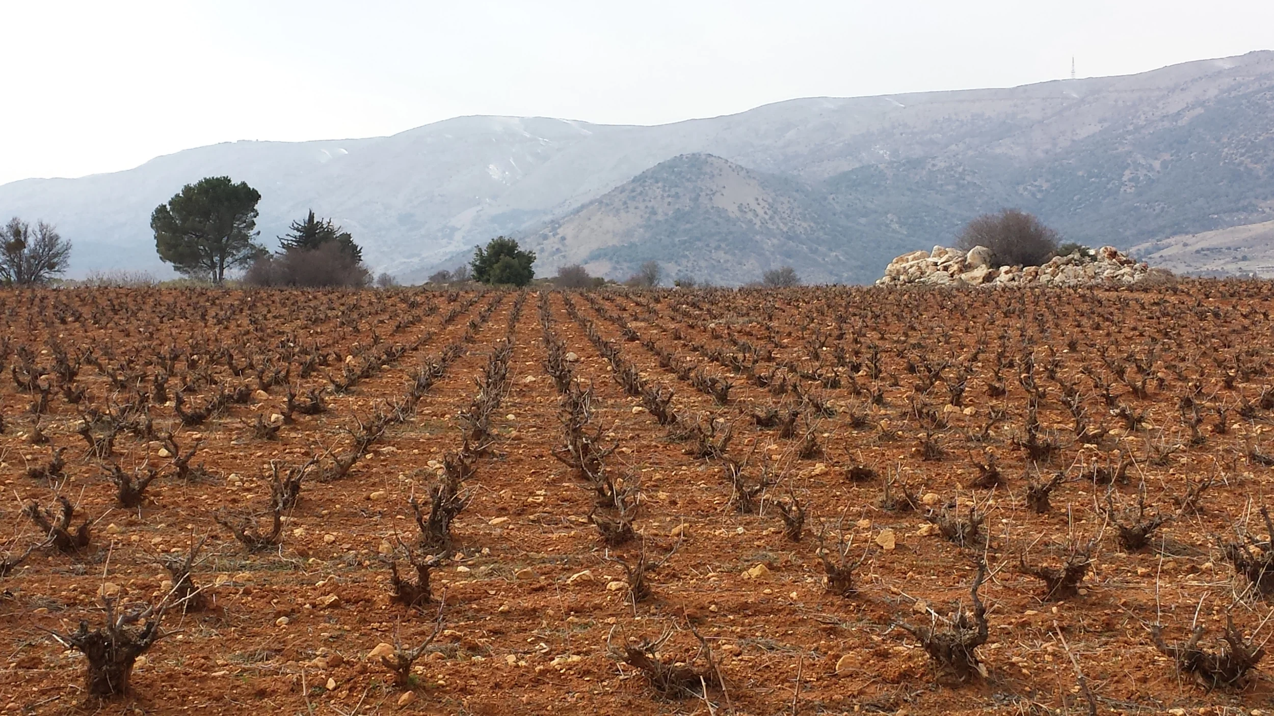Chateau Musar's old vines in winter (Photo: Chateau Musar)