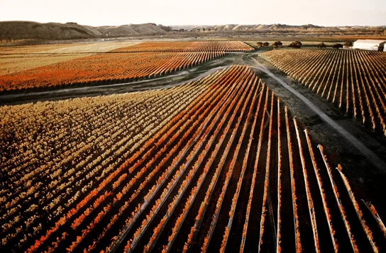 Gimblett Gravels Vineyard in Autumn