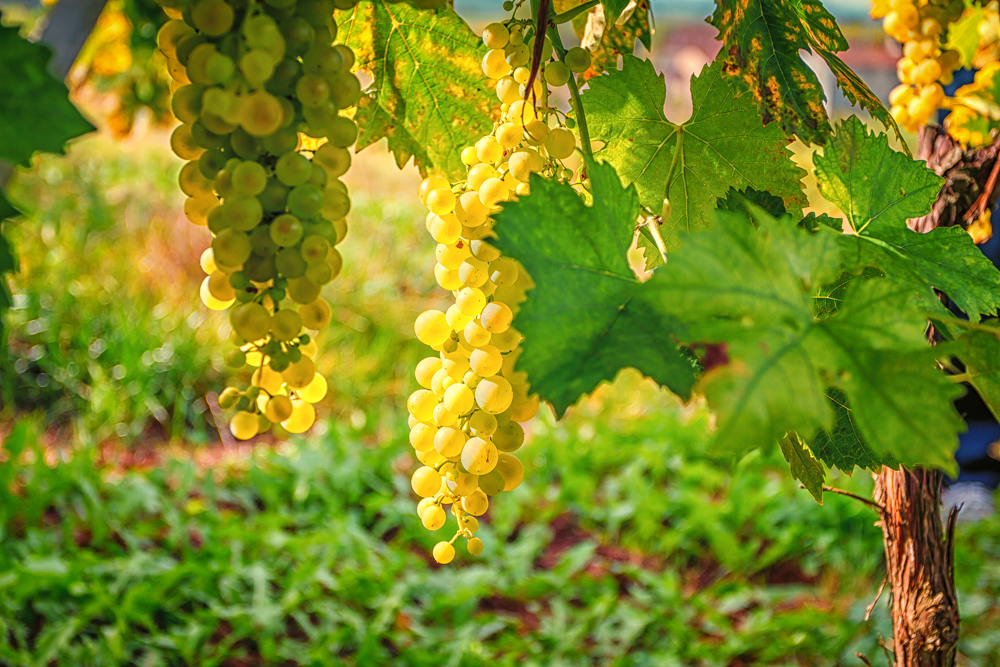 Ugni Blanc, the heart of Cognac