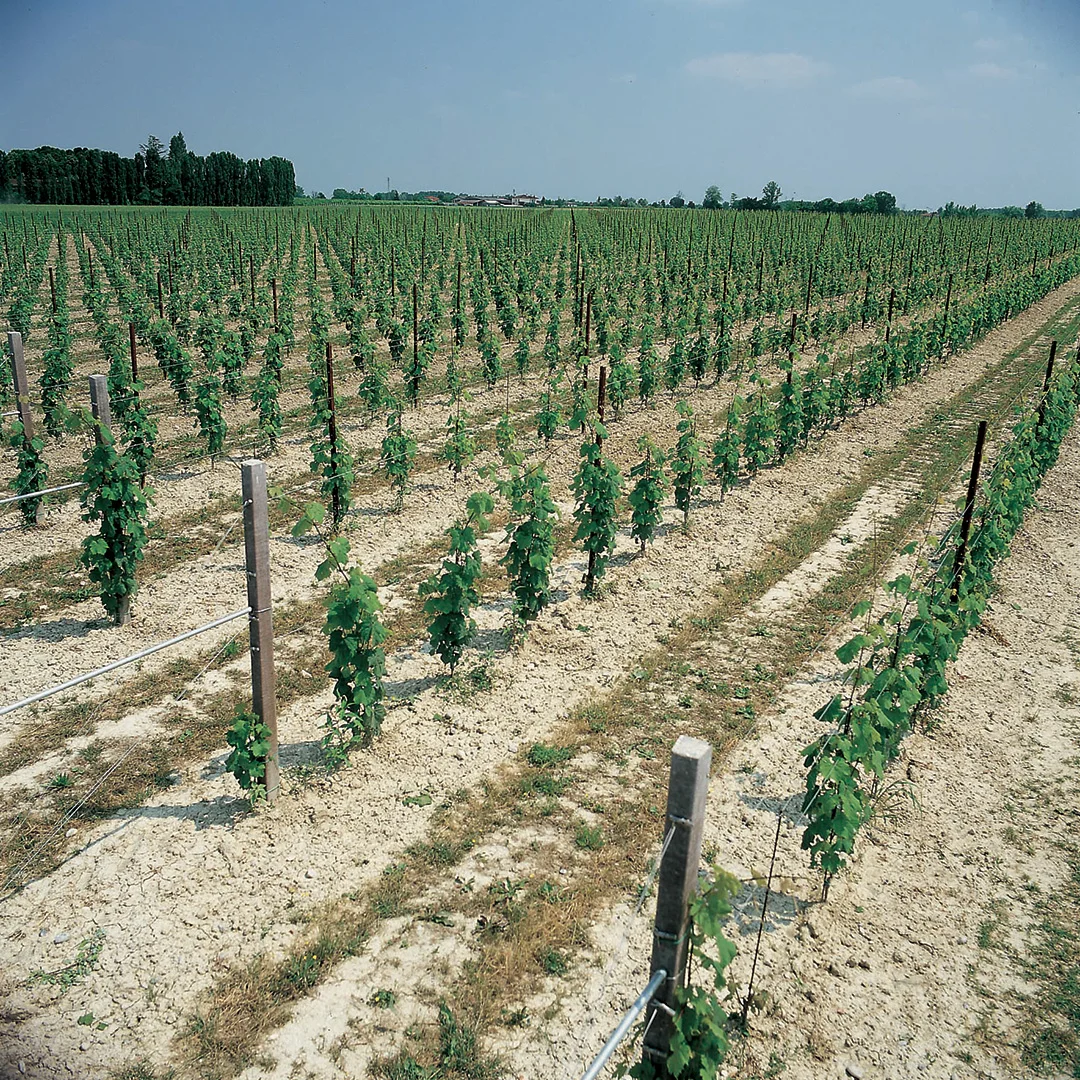 Stony vineyards in Friuli Grave