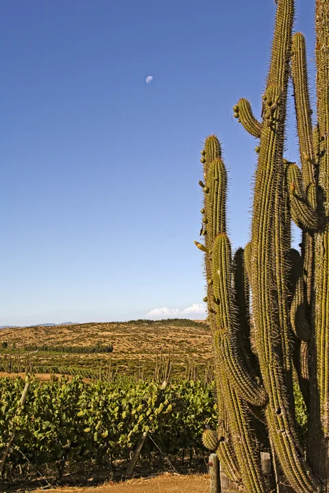 The moon above Viña Montes' vineyard in Marchigüe, Chile (C) Lyn Farmer all rights reserved