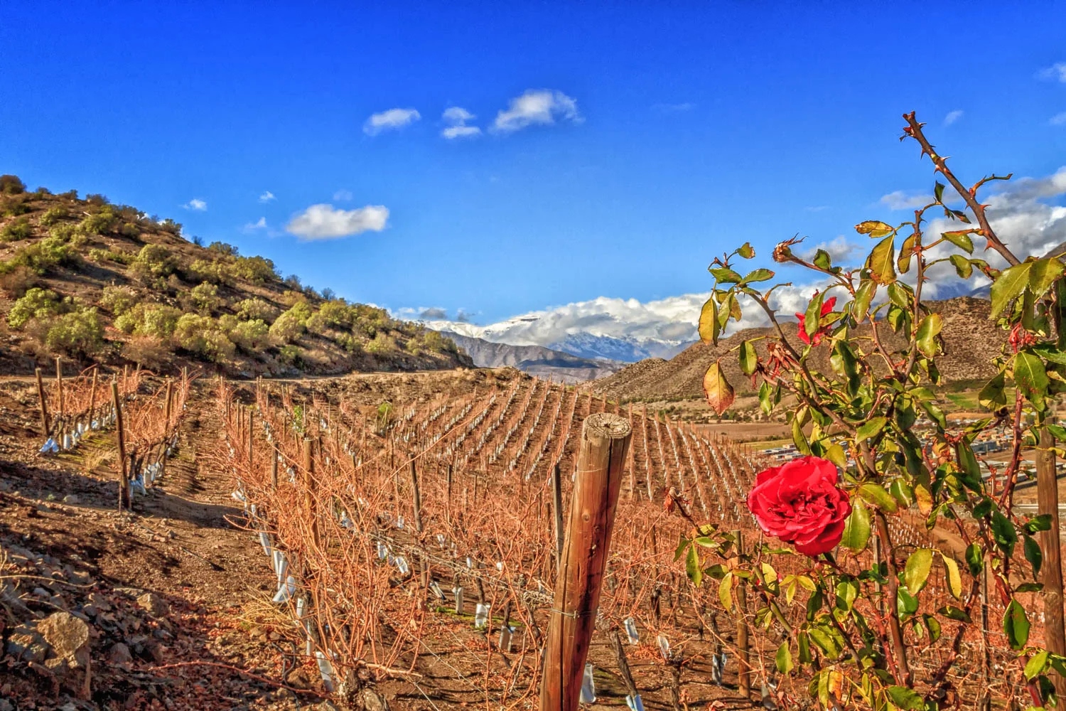 Vineyards in the foothills of the Andes