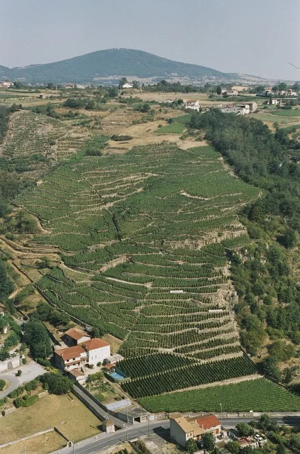 Guigal's Le Colombier Vineyard in Condrieu (Photo: Guigal)