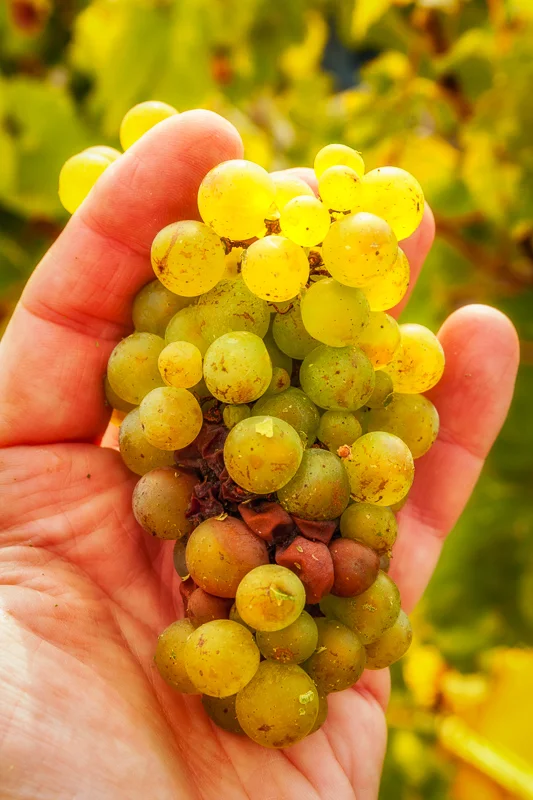 Chardonnay, barely ripe and fresh off the vine in Oger, on Champagne's Côte des Blancs