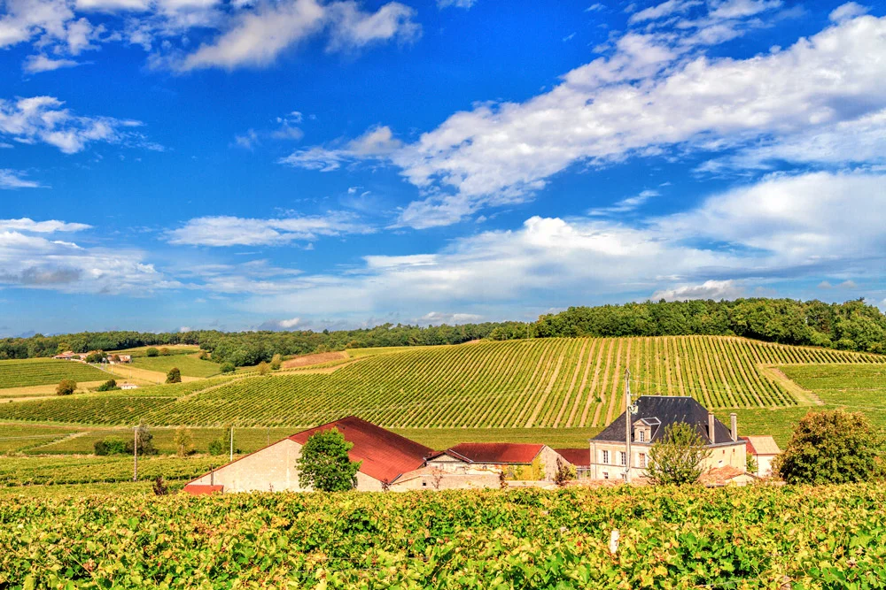 Cognac's rolling hills (Photo Lyn Farmer)