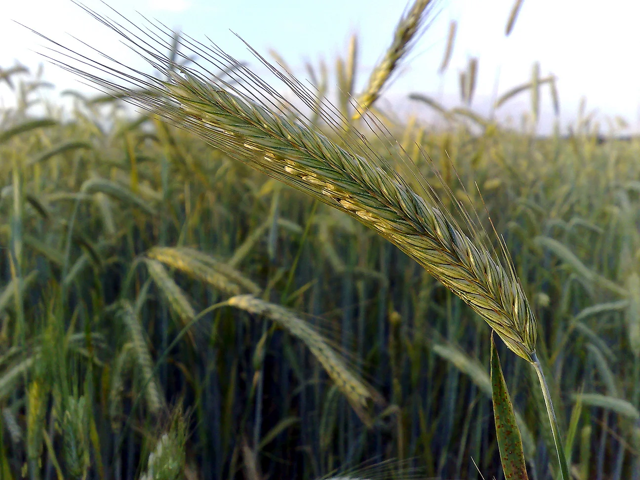 An "ear" of rye (Photo: LSDSL, used with permission )
