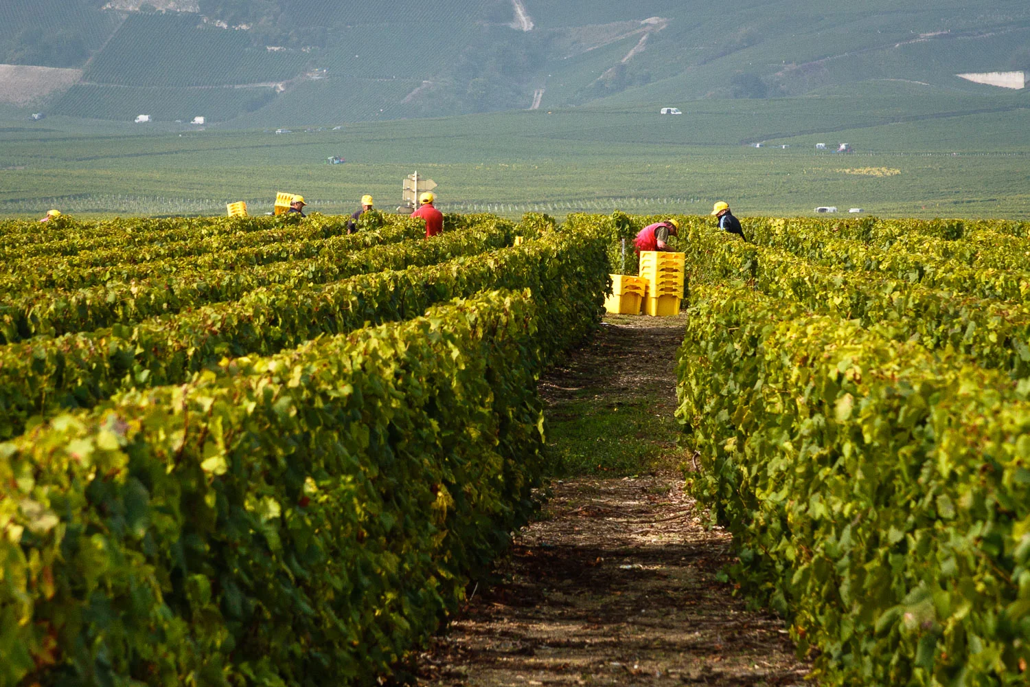 The chardonnay harvest in the Champagne village of Oger (Photo: Lyn Farmer)