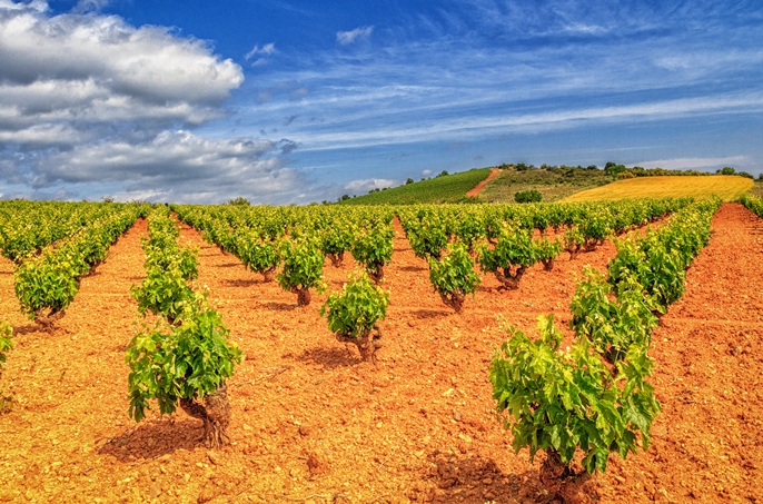 Quality wine now comes from the vineyards of Cariñena, Spain (Photo: (c) Lyn Farmer)