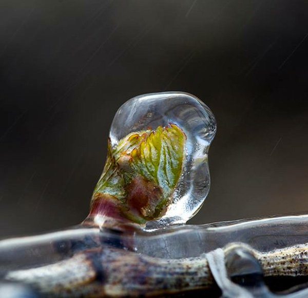 Bud Break and Heartbreak